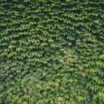 Evergreen Shrubs for Privacy: Creating Living Fences