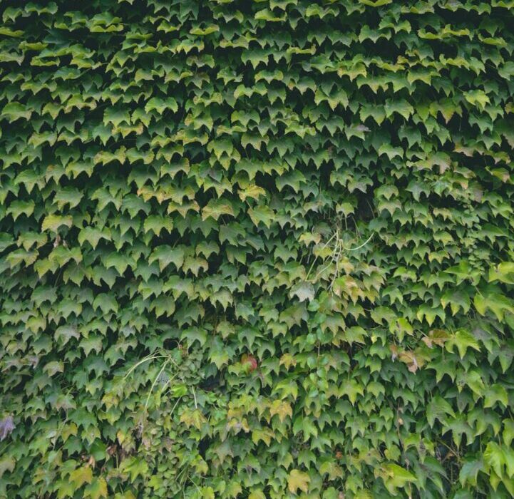 Evergreen Shrubs for Privacy: Creating Living Fences
