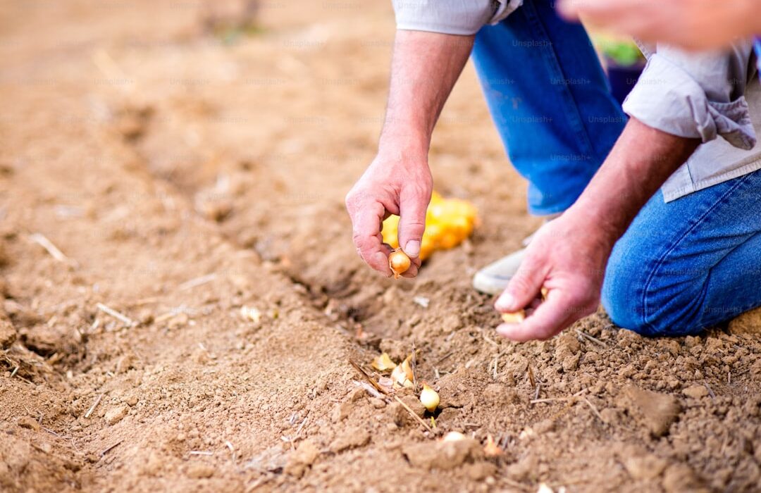 Fall-Planted Bulbs: What to Plant Before Winter