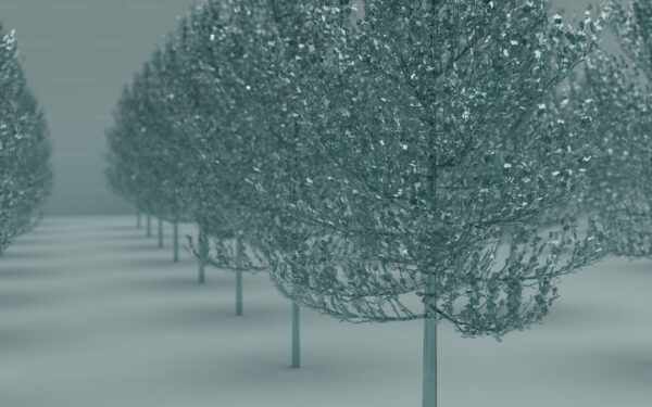 Fast-Growing Privacy Trees: Living Screens and Windbreaks