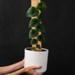 Fast-Growing Privacy Vines for Screening