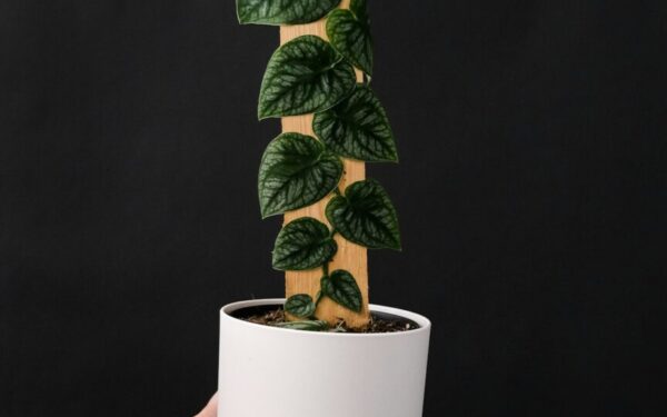 Fast-Growing Privacy Vines for Screening