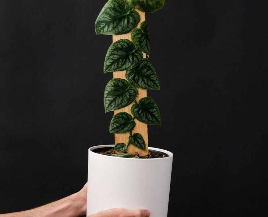 Fast-Growing Privacy Vines for Screening