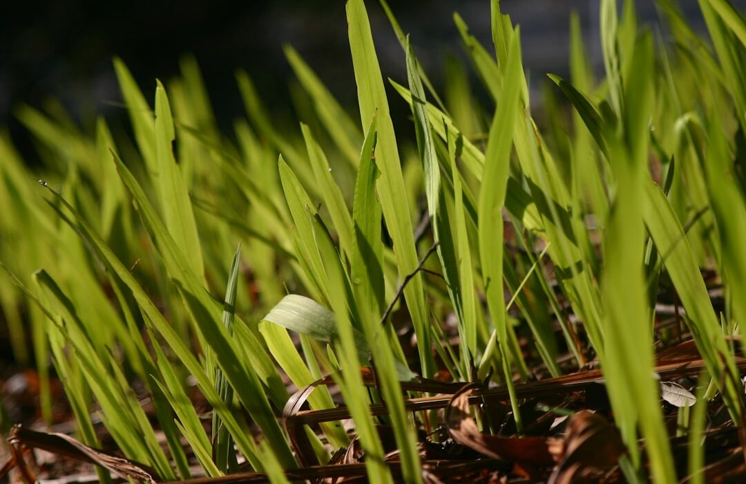 Fast-Spreading Ground Cover Plants for Quick Coverage