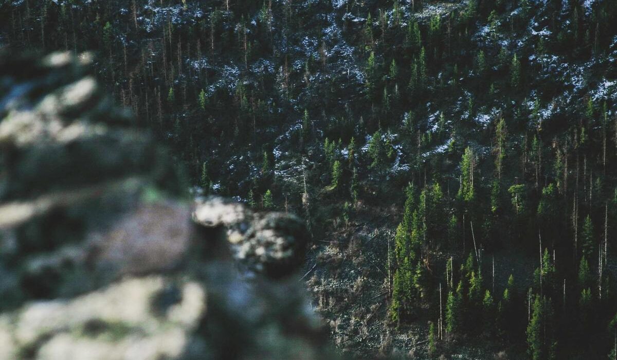 Fish Emulsion Fertilizer: Benefits and Application Guide