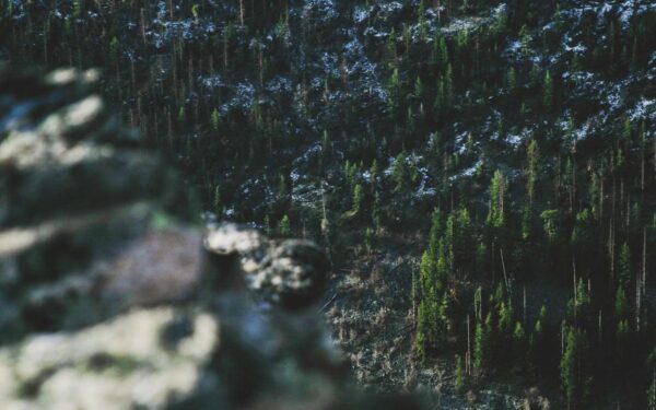 Fish Emulsion Fertilizer: Benefits and Application Guide