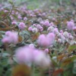 Flowering Ground Covers That Bloom All Season