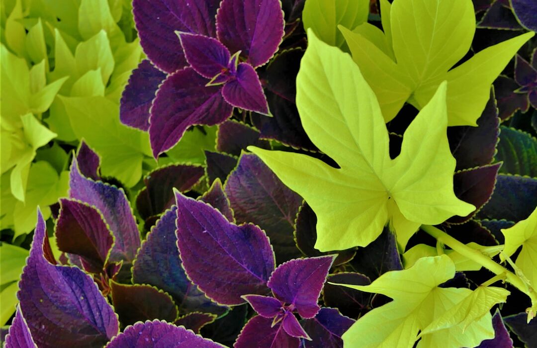 Foliage Plants for Containers: Best Leaves for Pots and Planters