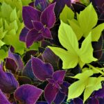 Foliage Plants for Containers: Best Leaves for Pots and Planters