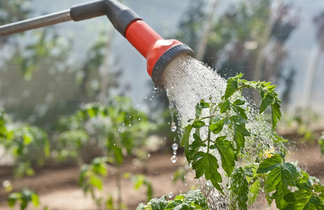 Foliar Feeding: How to Fertilize Through Leaves