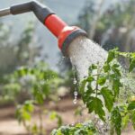 Foliar Feeding: How to Fertilize Through Leaves
