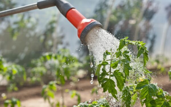 Foliar Feeding: How to Fertilize Through Leaves