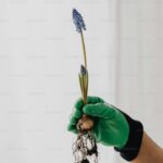 Forcing Bulbs Indoors for Winter Blooms