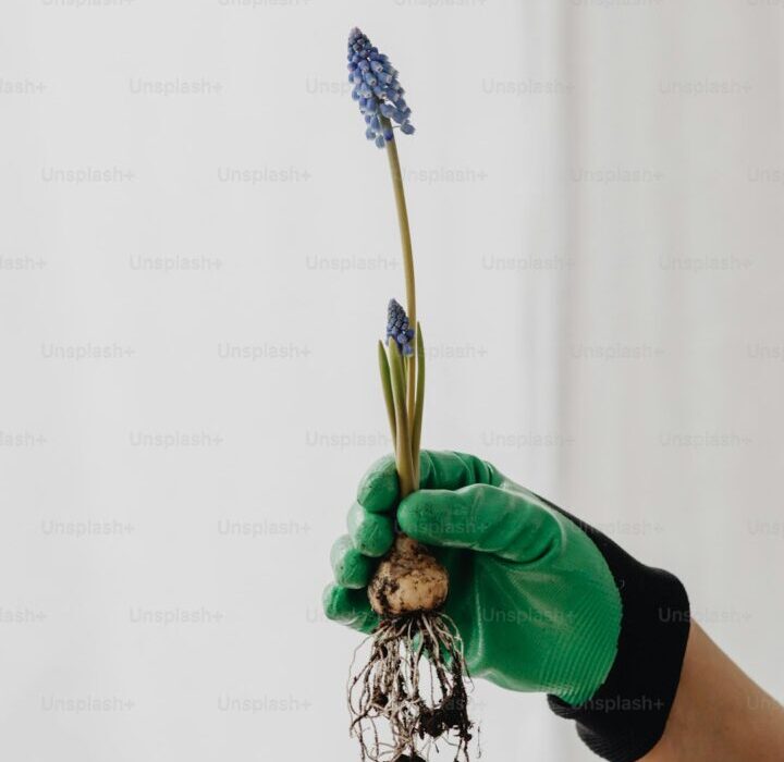 Forcing Bulbs Indoors for Winter Blooms