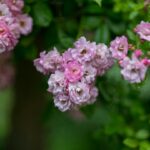 Fragrant Shrubs: Best Scented Varieties for Your Garden