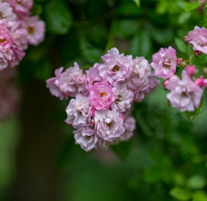 Fragrant Shrubs: Best Scented Varieties for Your Garden
