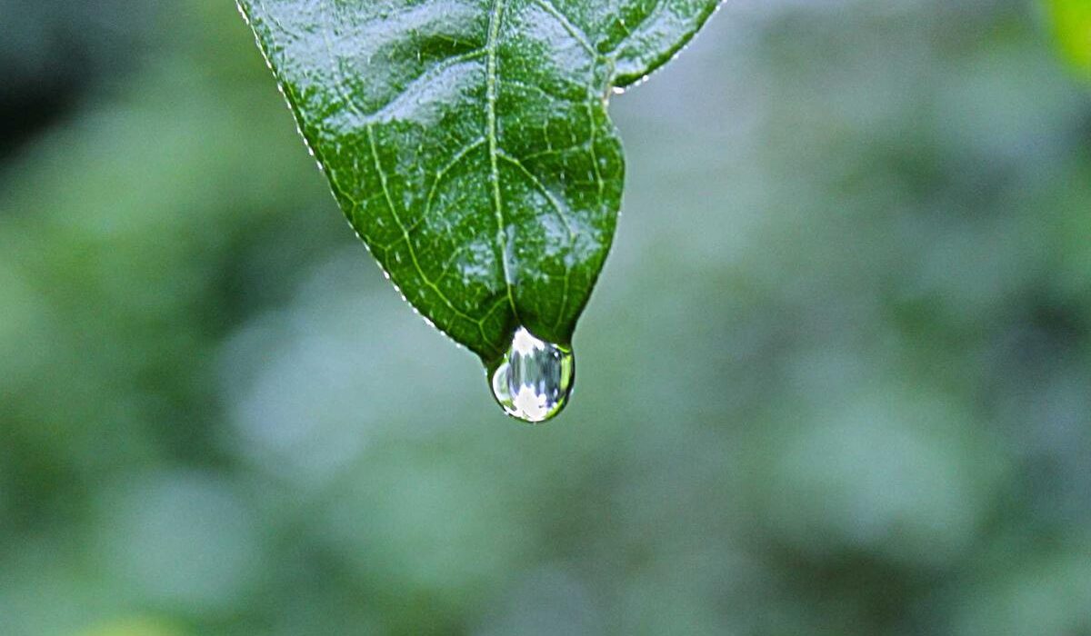 From Garden to Pantry: Planning Your Homestead Food Production