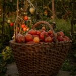 Fruit Harvest and Storage Guide: When to Pick and How to Keep
