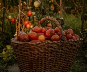 Fruit Harvest and Storage Guide: When to Pick and How to Keep