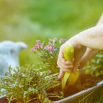 Fungal Disease Prevention: 8 Practices for Healthy Plants