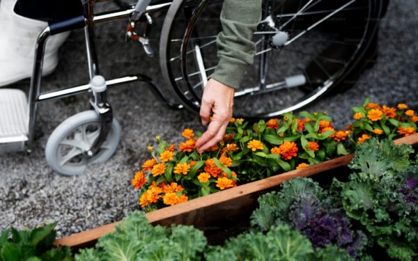 Gardening with Limited Mobility: Tips and Adaptations