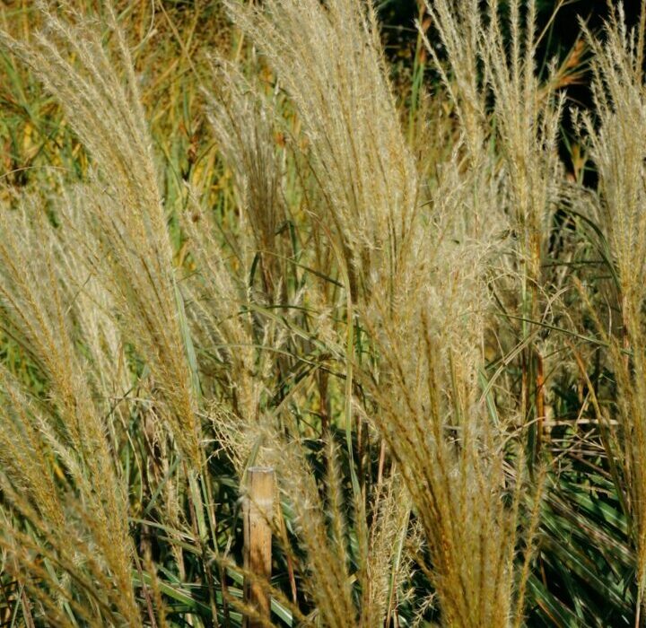 Grain Garden Planning: How Much to Grow for a Family of Four