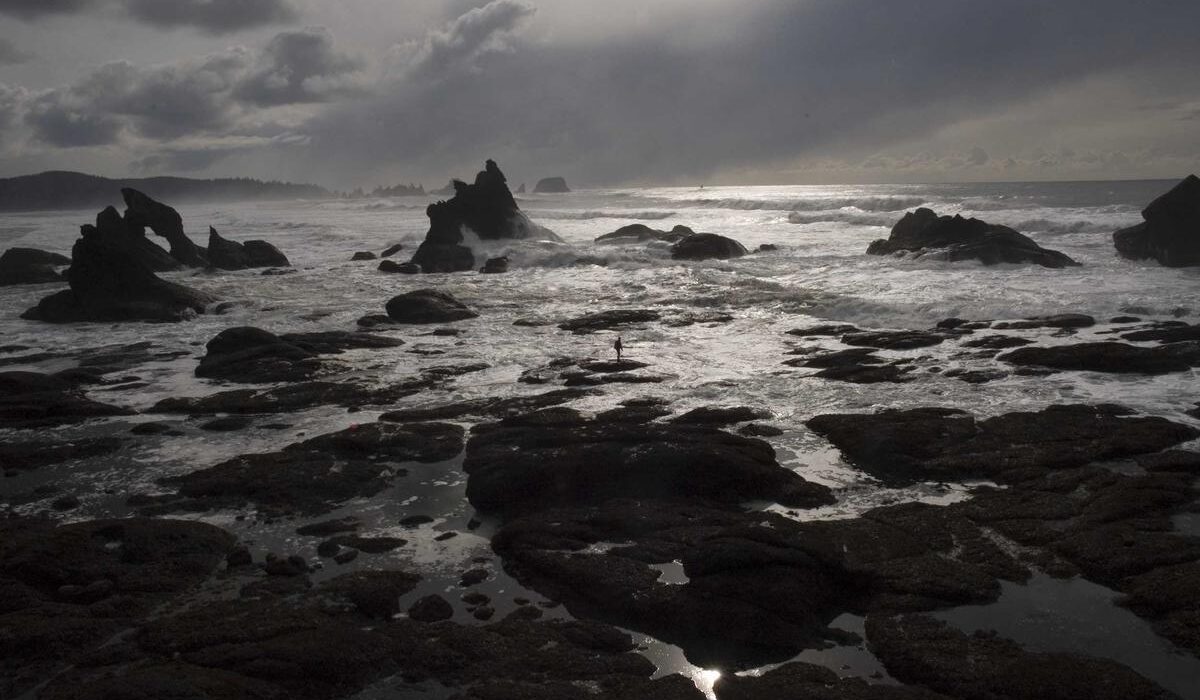 Ground Cover Plants for Shade: Best Picks for Dark Areas