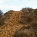 Ground Cover Plants That Prevent Erosion on Slopes