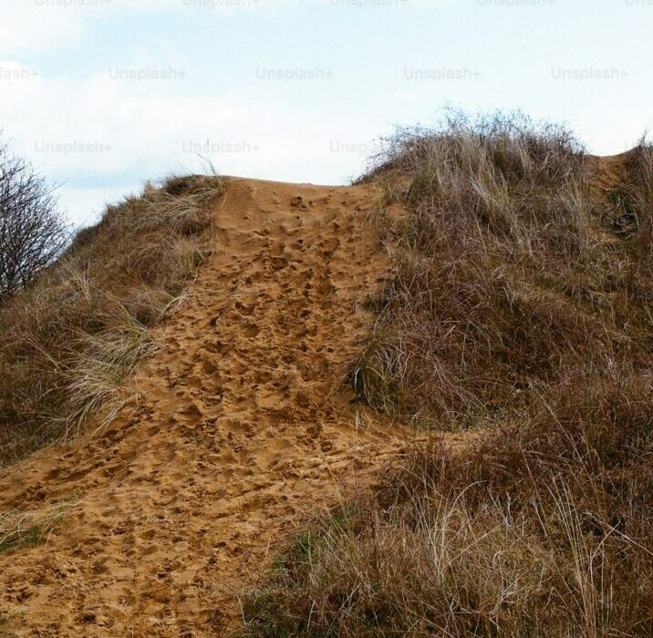 Ground Cover Plants That Prevent Erosion on Slopes