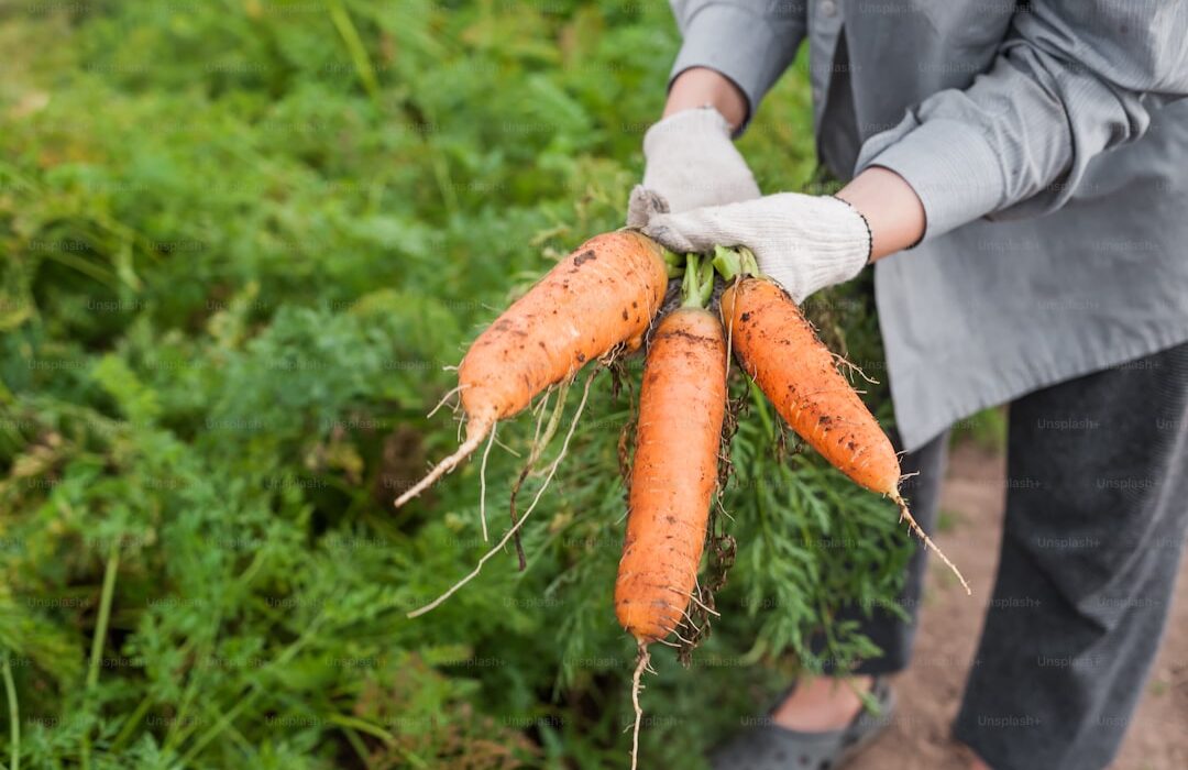 How to Plant, Grow, and Care for Carrots: Complete Guide - gardening guide by Planters Realm