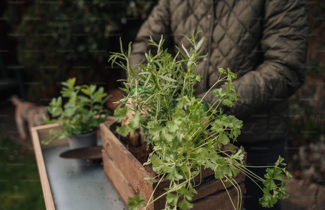 How to Plant, Grow, and Care for Cilantro - Complete Guide - gardening guide by Planters Realm