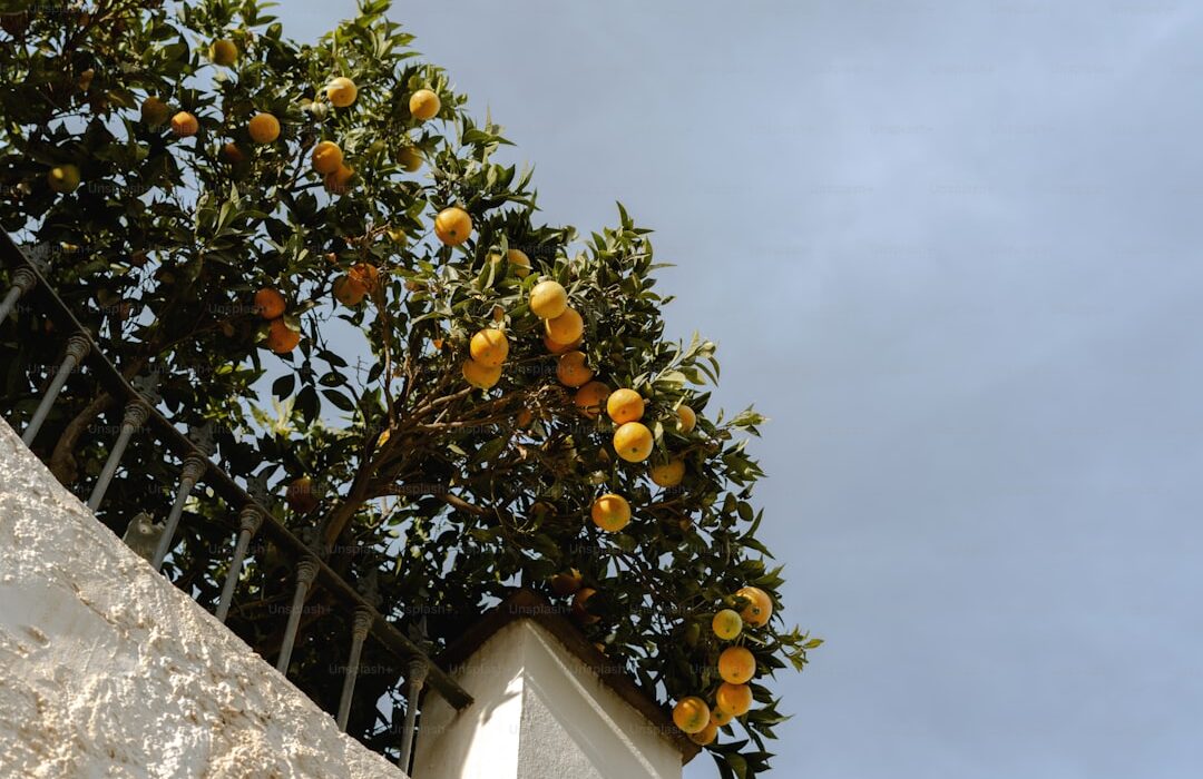 How to Plant, Grow, and Care for Citrus Trees - Complete Guide - gardening guide by Planters Realm