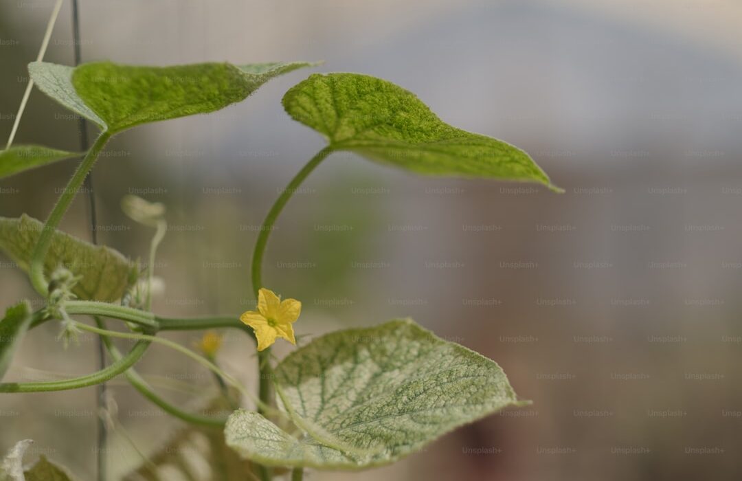 How to Plant, Grow, and Care for Cucumbers: Complete Guide - gardening guide by Planters Realm