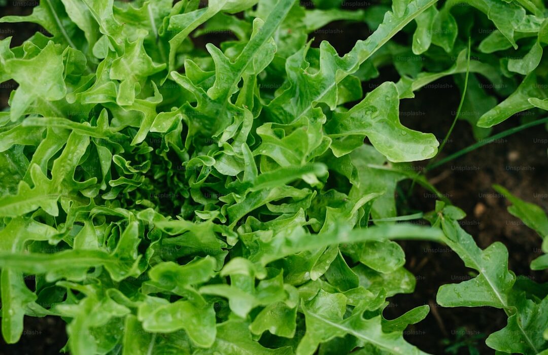 How to Plant, Grow, and Care for Lettuce: The Complete Guide - gardening guide by Planters Realm