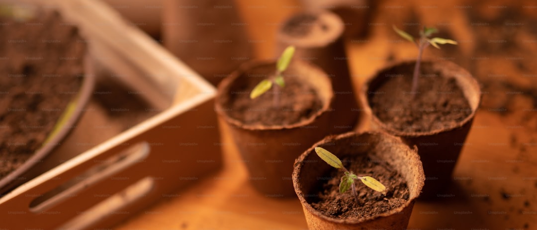 Grow Lights Buying Guide: Best Options for Seed Starting - gardening guide by Planters Realm
