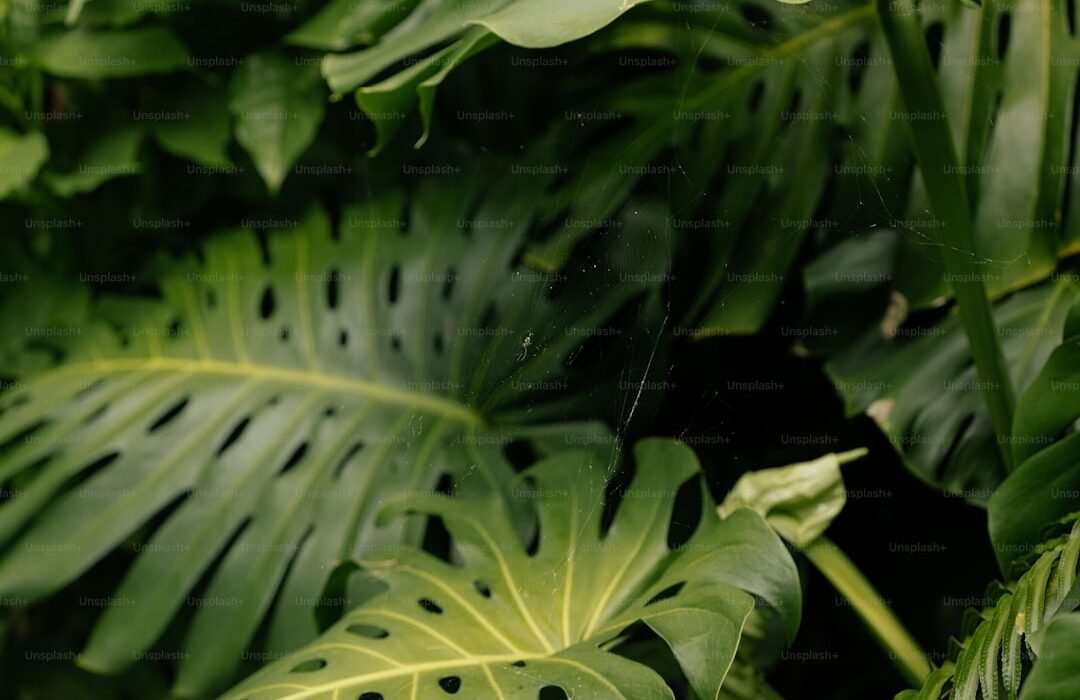How to Plant, Grow, and Care for Monstera Deliciosa - gardening guide by Planters Realm