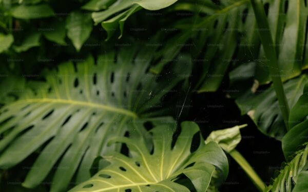 How to Plant, Grow, and Care for Monstera Deliciosa - gardening guide by Planters Realm