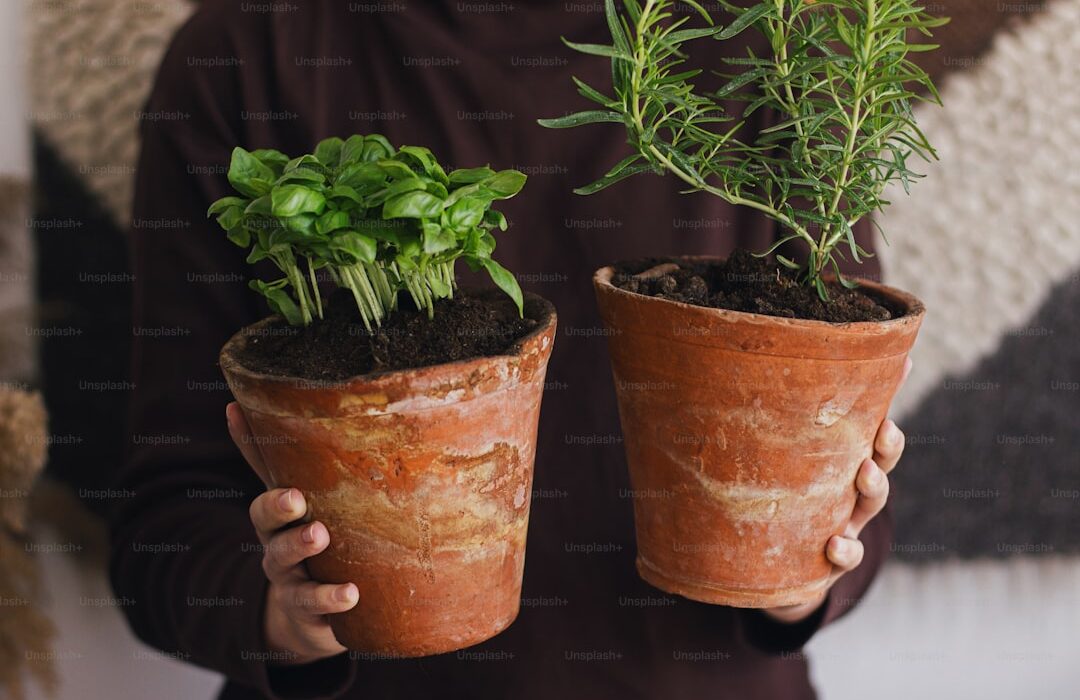 How to Plant, Grow, and Care for Rosemary - Complete Guide - gardening guide by Planters Realm