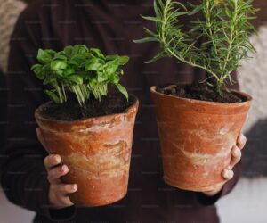 How to Plant, Grow, and Care for Rosemary - Complete Guide - gardening guide by Planters Realm