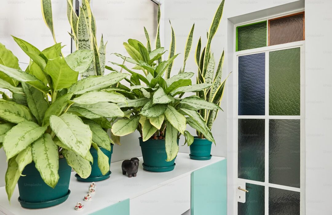 How to Plant, Grow, and Care for Snake Plants (Sansevieria) - gardening guide by Planters Realm