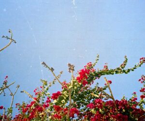 How to Plant, Grow, and Care for Spider Plants - gardening guide by Planters Realm