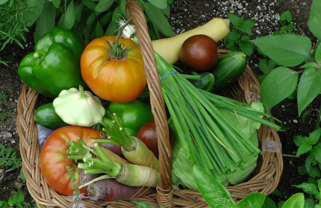 Growing a Year-Round Food Garden: Monthly Planting Calendar