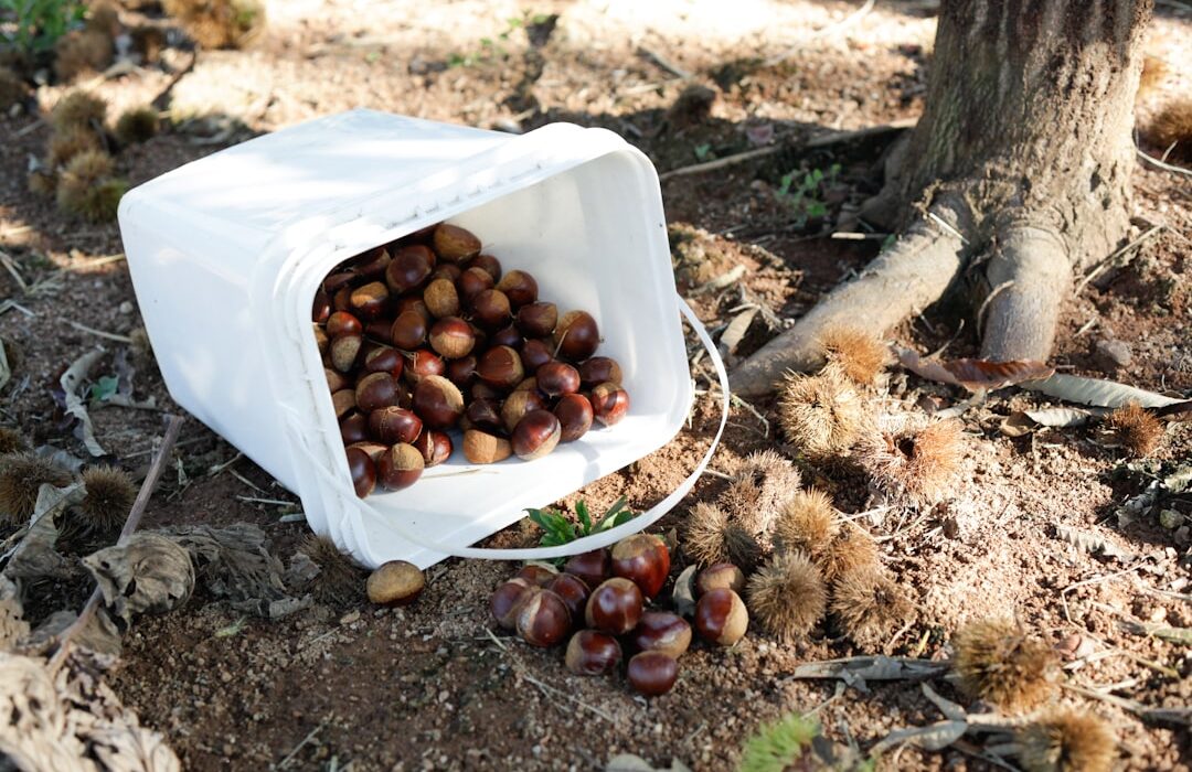 Growing Chestnut Trees: Sweet and Chinese Varieties