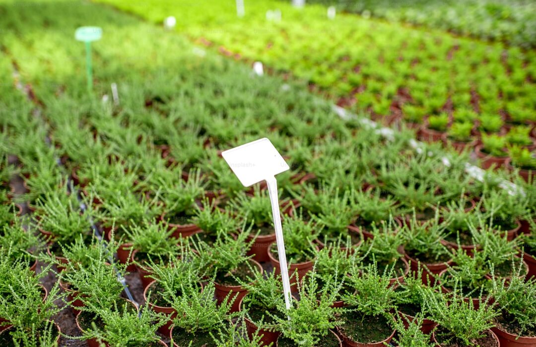 Growing Cilantro Microgreens for Intense Fresh Flavor