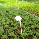 Growing Cilantro Microgreens for Intense Fresh Flavor