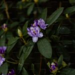 Growing Clematis: The Queen of Climbing Plants