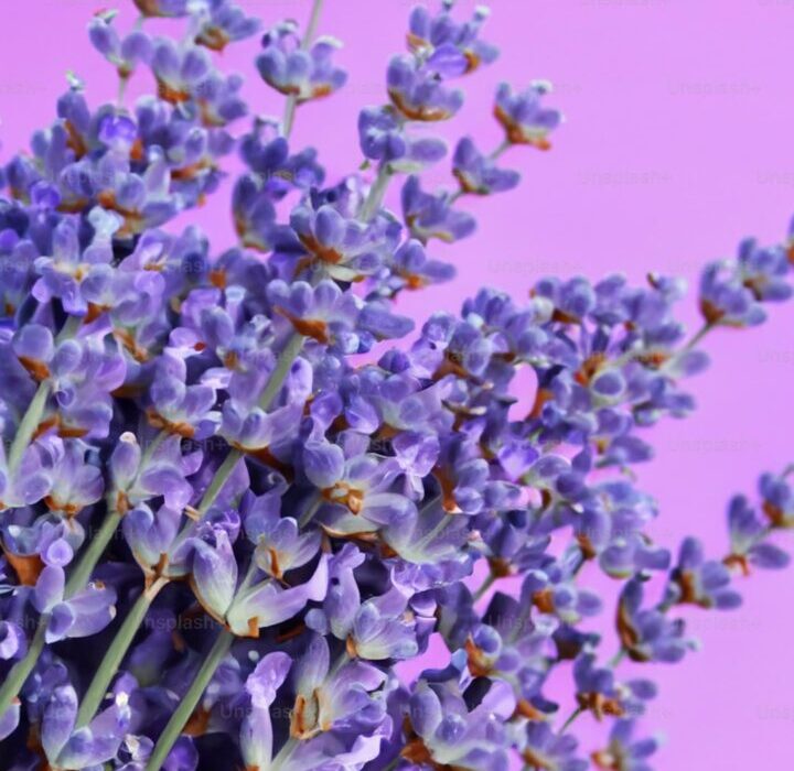 Growing Clematis: The Ultimate Guide to the Queen of Climbers