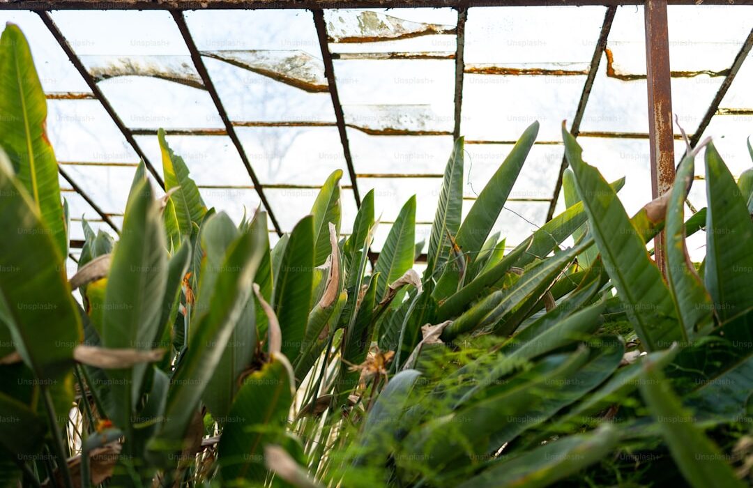 Growing Corn: From Sweet Corn to Popcorn to Flour Varieties