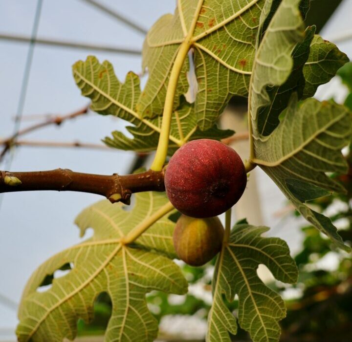 Growing Fig Trees: Hardy Varieties for Cold and Warm Climates