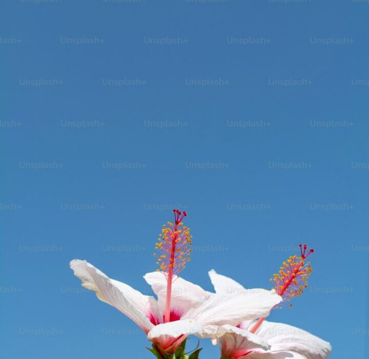 Growing Gladiolus: Tall, Colorful Spikes for Your Garden